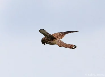Faucon crécerelle - Falco tinnunculus (Pointe du Groiuin du Sud, Manche, septembre 2021)