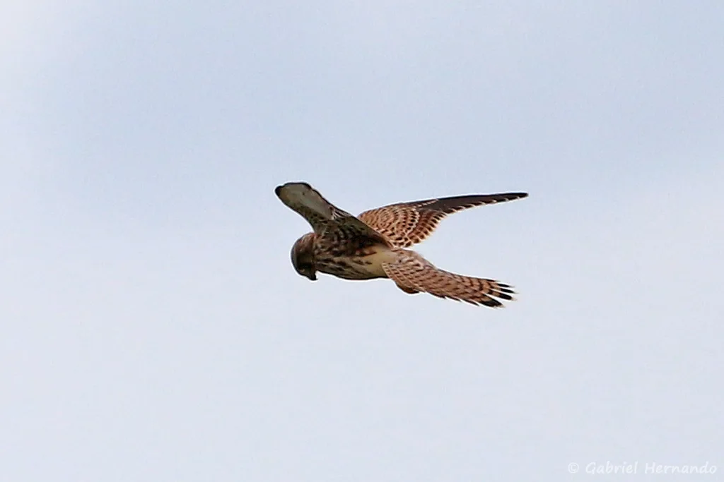 Faucon crécerelle - Falco tinnunculus (Pointe du Groiuin du Sud, Manche, septembre 2021)