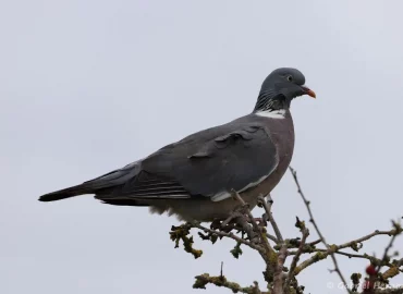 Pigeon ramier - Columba palumbus (Pointe du Groiuin du Sud, Manche, septembre 2021)