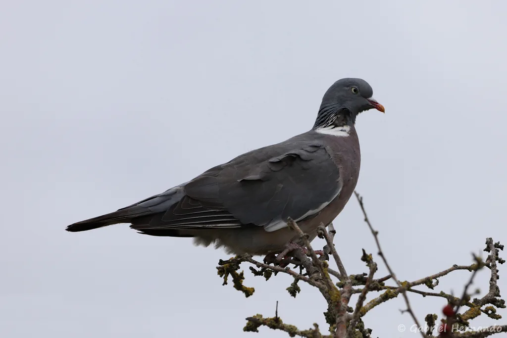 Pigeon ramier Columba palumbus (Pointe du Groiuin du Sud, Manche, septembre 2021)
