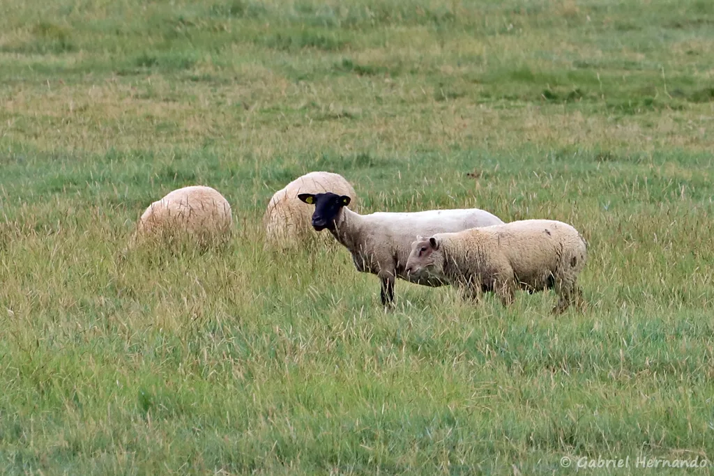 Moutons de prés salés, dans la baie du Mont Saint-Michel (septembre 2021)