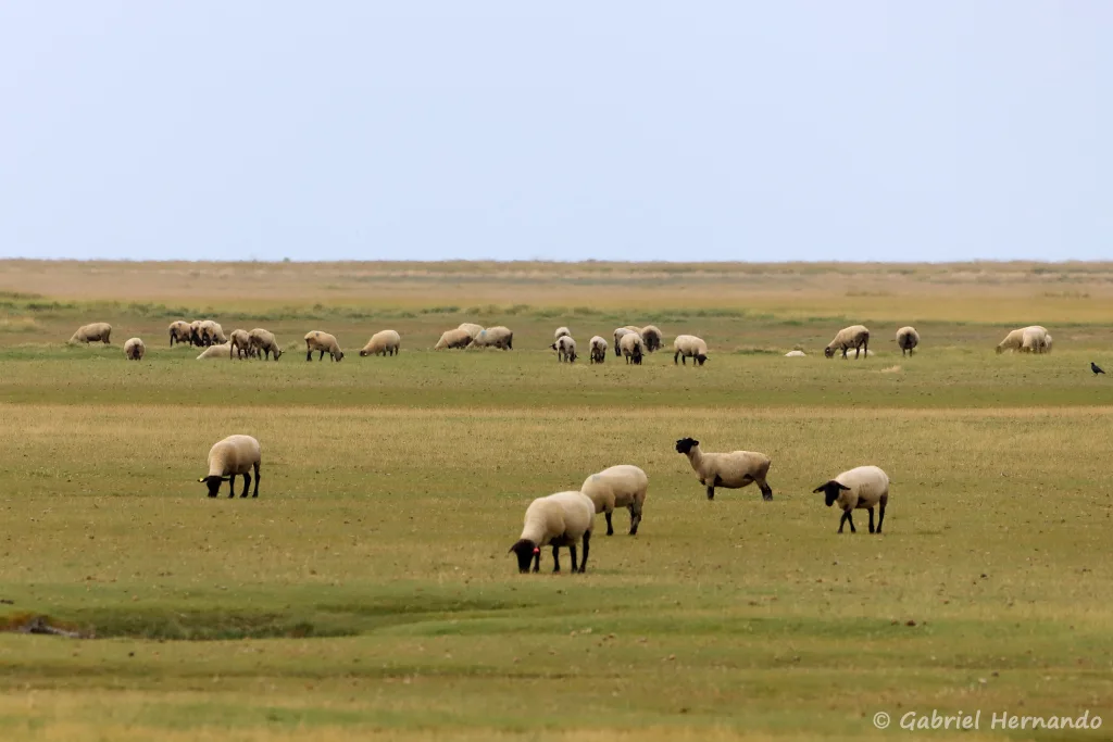 Troupeau de moutons de prés salés, depuis la Bas Courtils (septembre 2021)