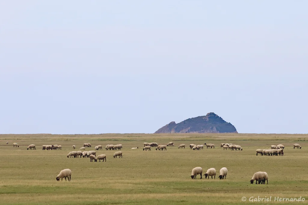 L'îlot granitique de Tombelaine, avec les moutons de prés salés, depuis la Bas Courtils (septembre 2021)