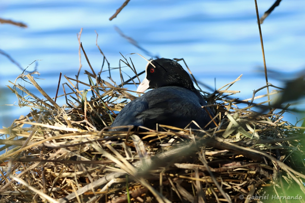 Foulque macroule couvant dans son nid - Fulica atra (Villers-sur-Mer, avril 2022)