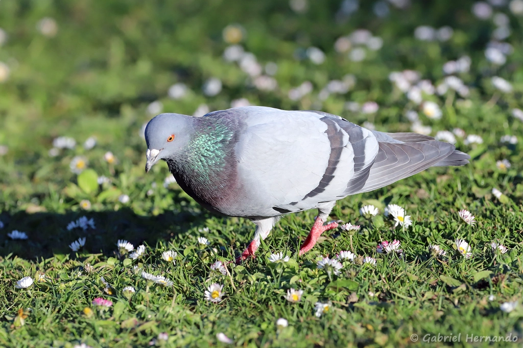 Pigeon biset - Columba livia (Villers-sur-Mer, avril 2022)