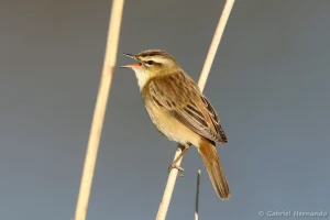 Phragmite des joncs - Acrocephalus schoenobaenus (Villers-sur-Mer, avril 2022)