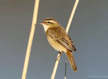 Phragmite des joncs - Acrocephalus schoenobaenus (Villers-sur-Mer, avril 2022)