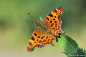 Polygonia c-album - Robert-Le-Diable (Les Bilheux, Septeuil, juillet 2022)