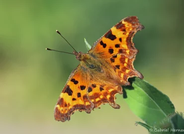 Polygonia c-album - Robert-Le-Diable (Les Bilheux, Septeuil, juillet 2022)