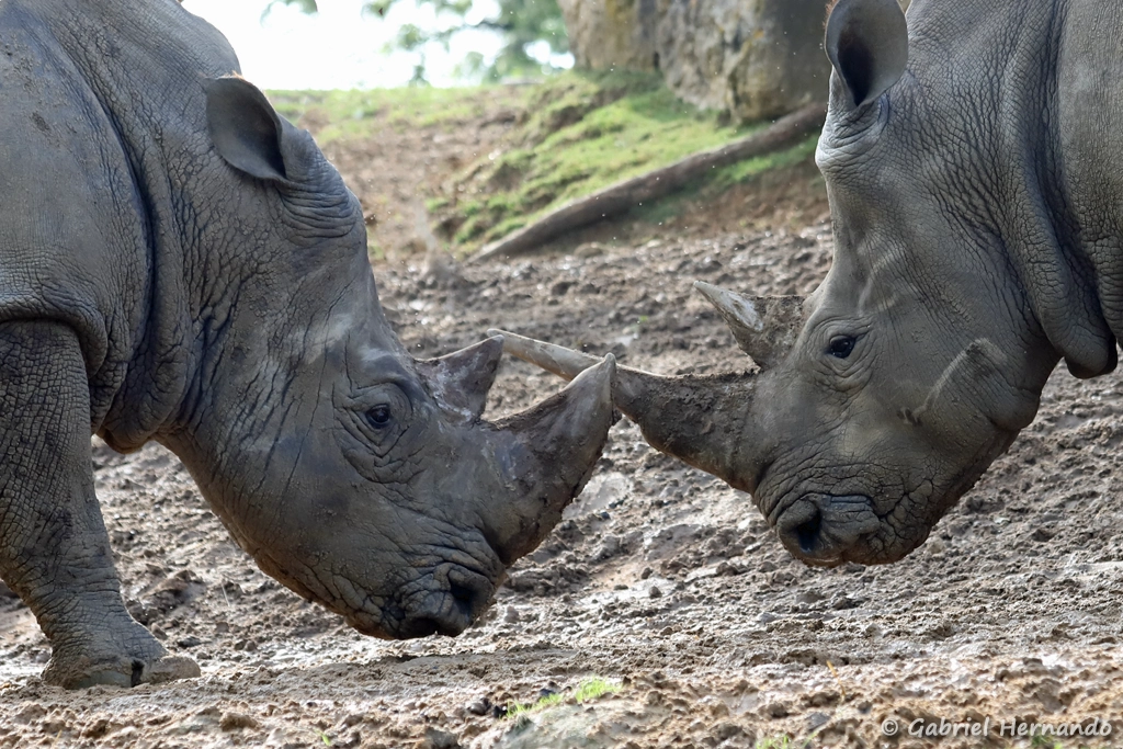 Rhinocéros blanc - Ceratotherium simum (ZooParc de Beauval, mai 2025)