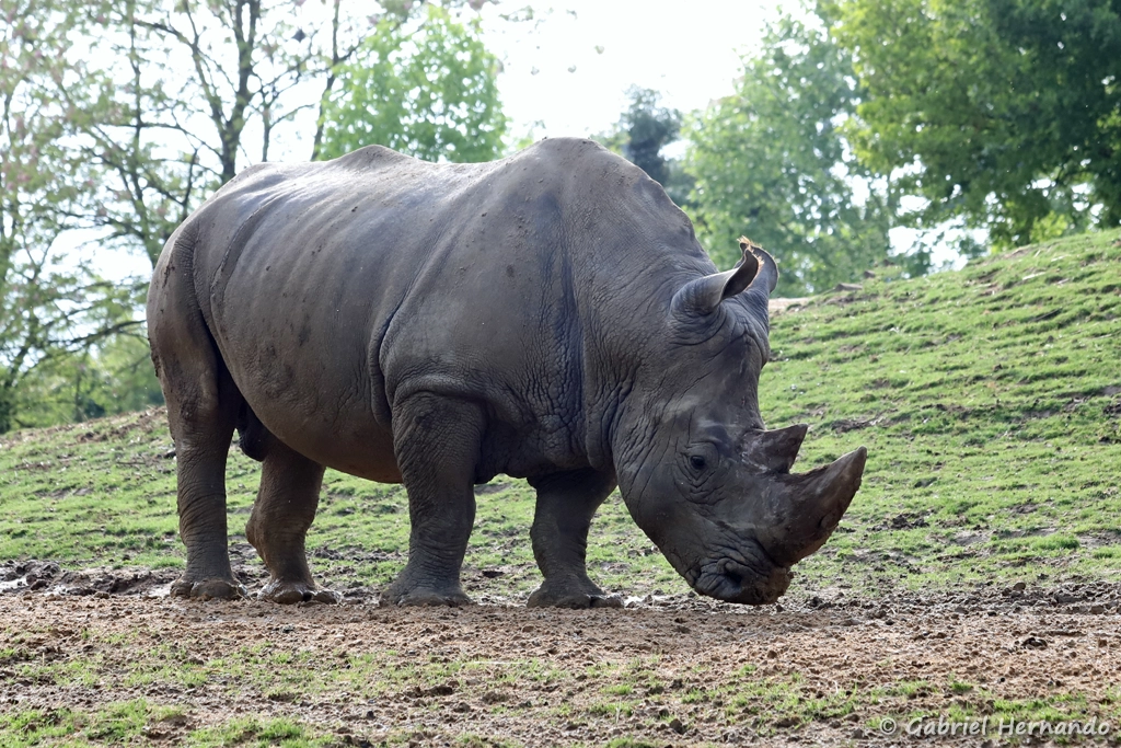 Rhinocéros blanc - Ceratotherium simum (ZooParc de Beauval, mai 2025)
