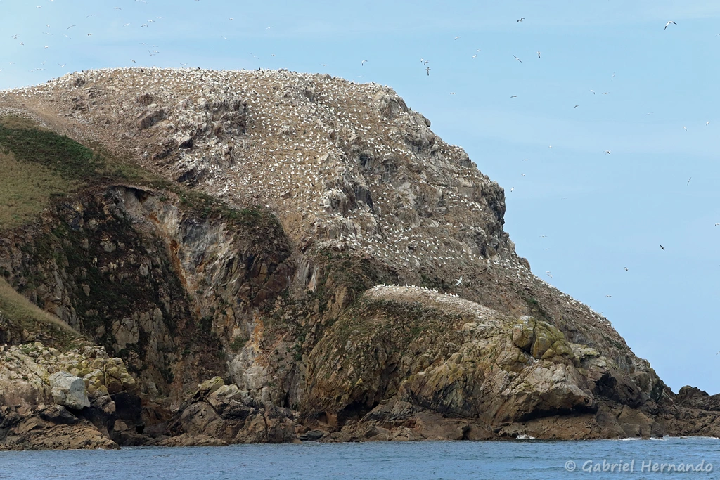 Colonie de fous de Bassan sur l'île Rouzic - Morus bassanus (archipel des Sept îles, Bretagne, septembre 2021)