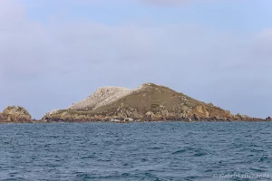 L'île Rouzic et sa colonie de fous de Bassan (archipel des Sept îles, Bretagne, septembre 2021)