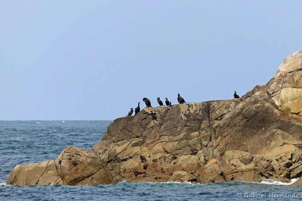 Cormorans huppés ​- Phalacrocorax aristotelis (archipel des 7 îles, Bretagne, septembre 2021)