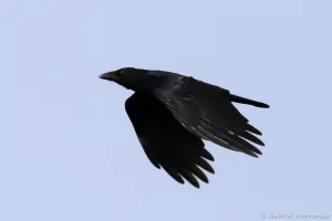 Corneille noire en vol - Corvus corone (archipel des 7 îles, Bretagne, septembre 2021)