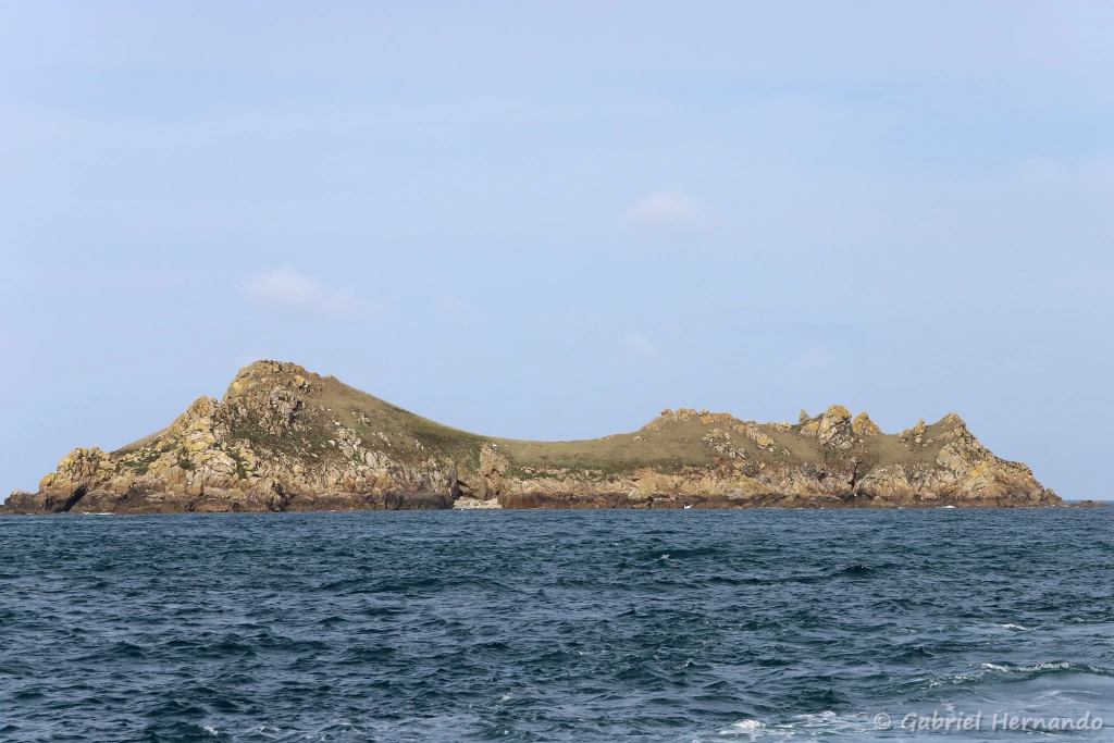 L'île Bono (archipel des 7 îles, Bretagne, septembre 2021)