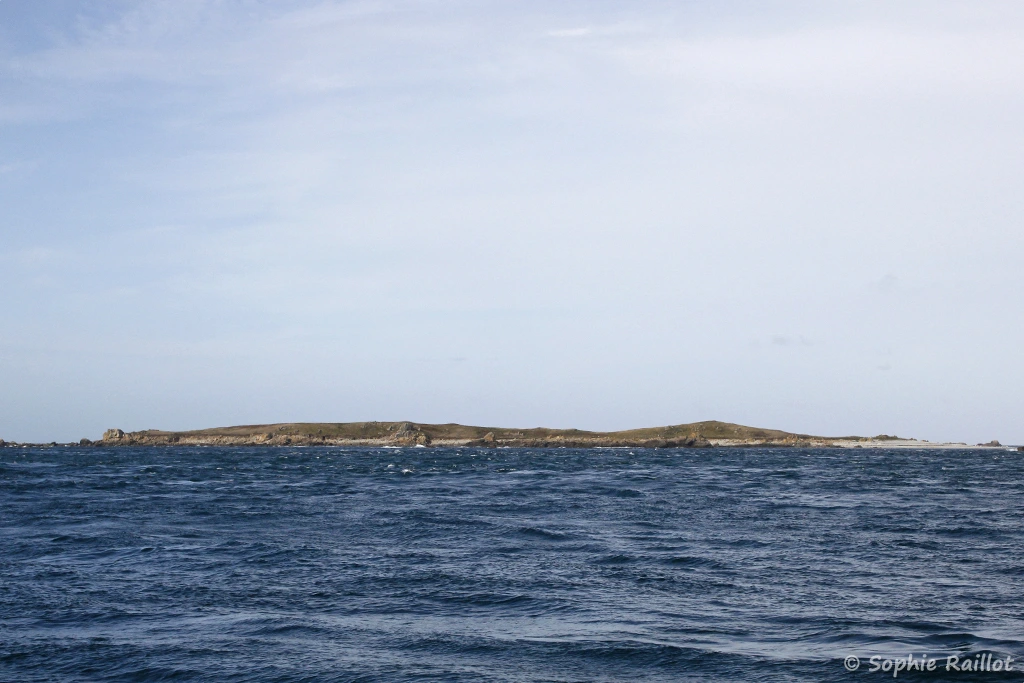 L'île Plate (archipel des 7 îles, Bretagne, septembre 2021)