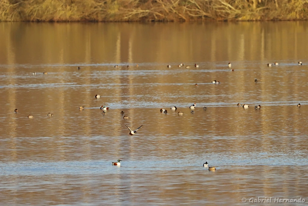 Diverses espèces d'anatidés éloigné sur l'étang (Réserve de la Grande Noé, Val-de-Reuil, janvier 2022)