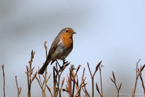 Rougegorge familier - Erithacus rubecula (Rouvray Catillon, avril 2022)
