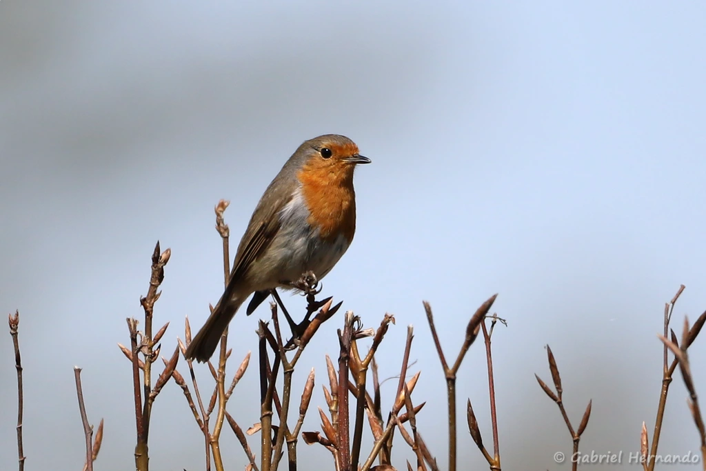 Rougegorge familier - Erithacus rubecula (Rouvray Catillon, avril 2022)