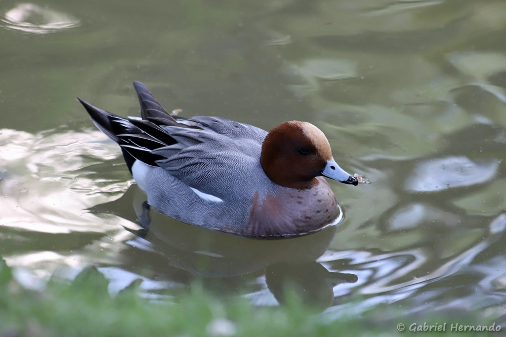 Canard siffleur - Anas penelope (ZooParc de Beauval, mai 2025)