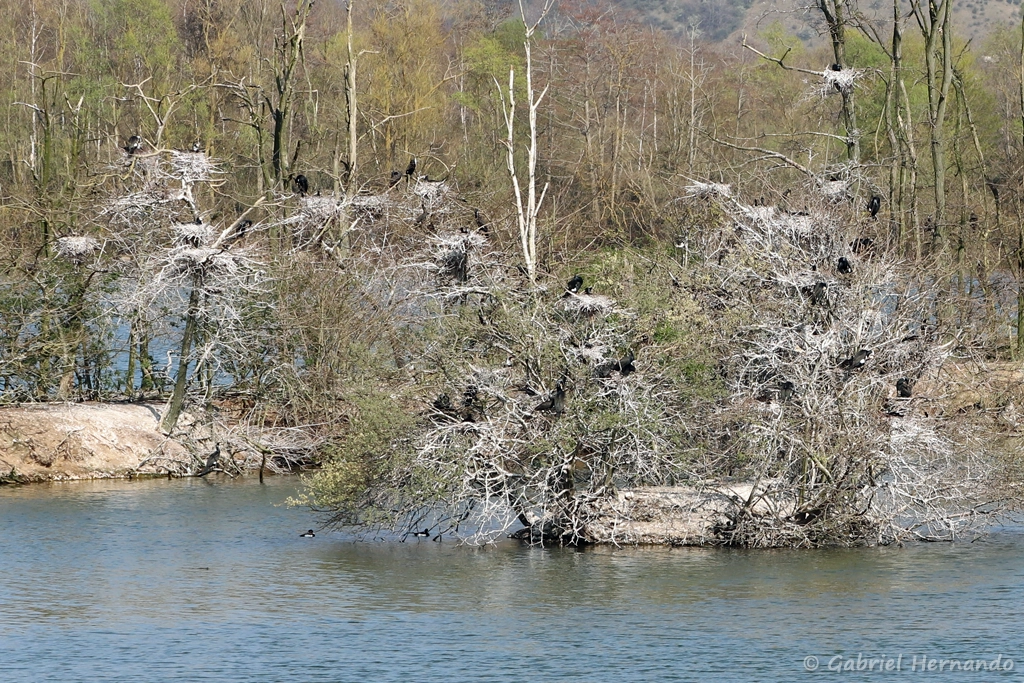 Grands cormorans - Phalacrocorax carbo (Réserve de la Grande Noé, Val-de-Reuil, mars 2022)