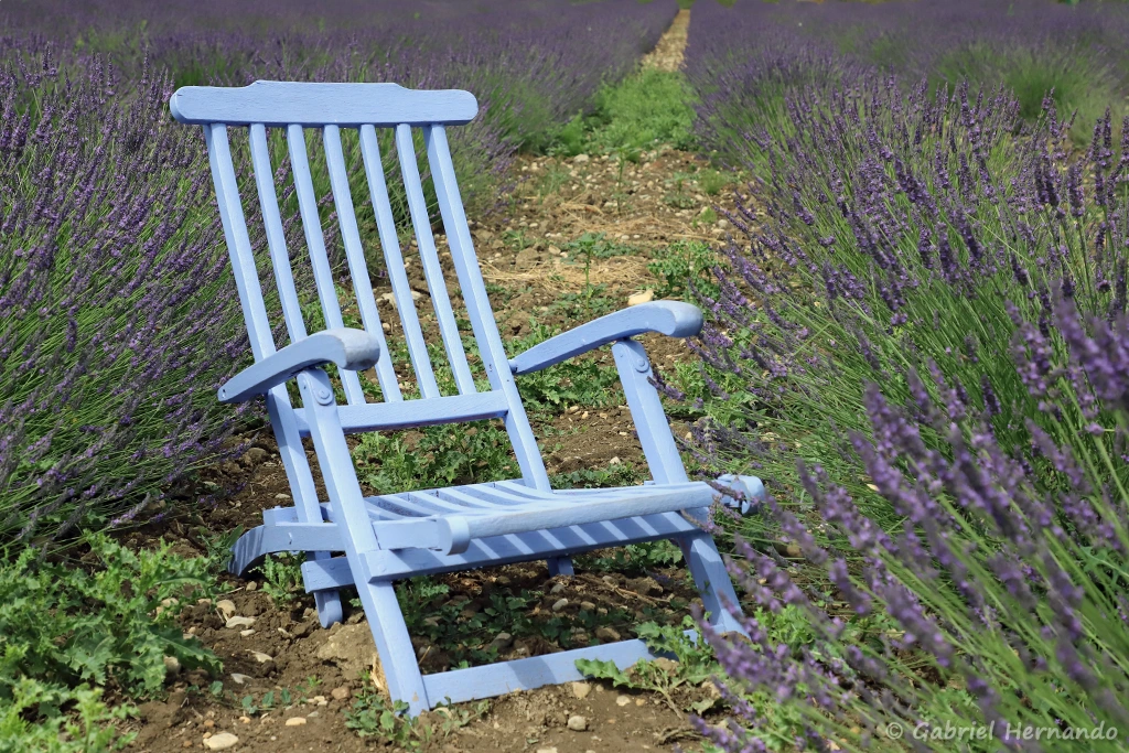 Le fauteuil dans le champ de lavande (Musée de la lavande, Valensole, juin 2022)