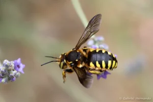 Anthidium florentinum (Château Laval, Gréoux-Les-Bains, juin 2022)