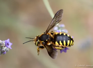 Anthidium florentinum (Château Laval, Gréoux-Les-Bains, juin 2022)