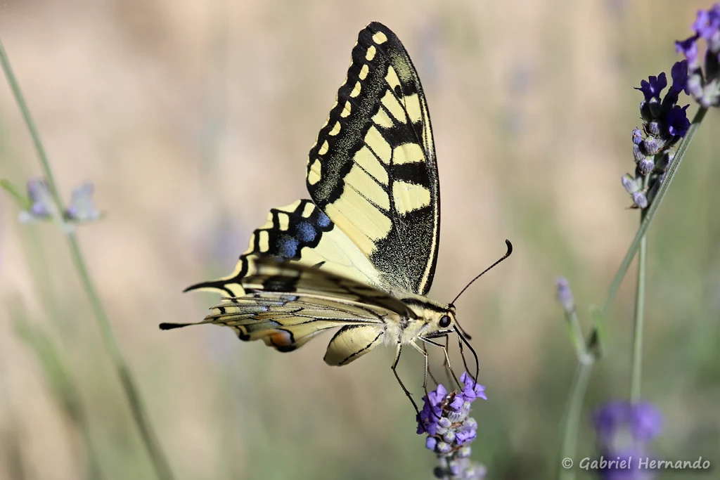 Papilio machaon - Machaon ou Grand porte-queue (Château Laval, Gréoux-les-Bains, juin 2022)