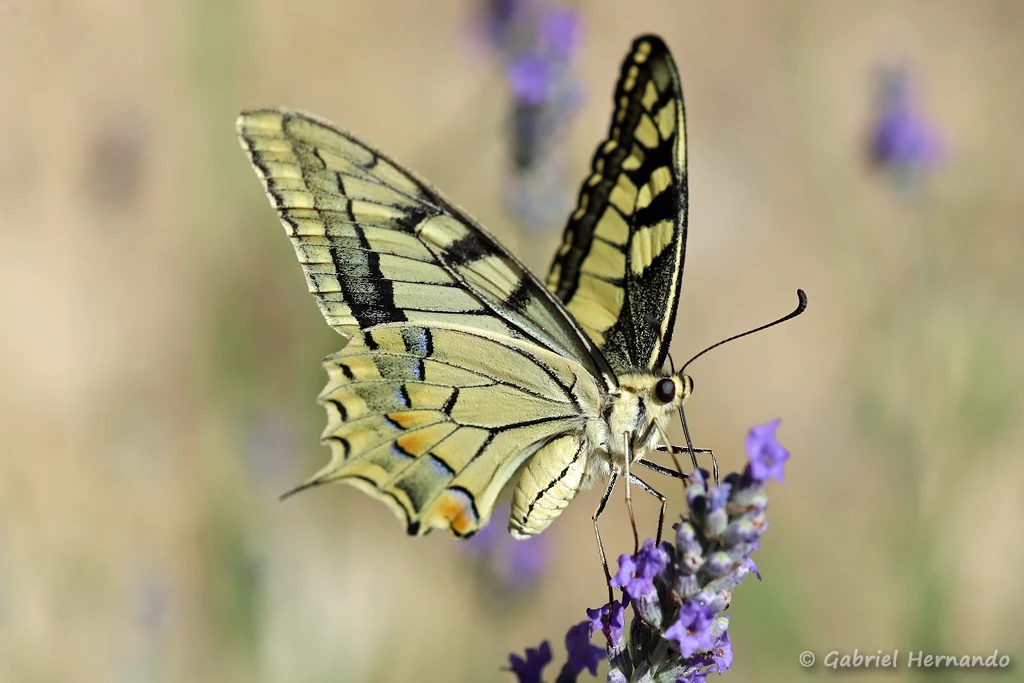 Papilio machaon - Machaon ou Grand porte-queue (Château Laval, Gréoux-les-Bains, juin 2022)