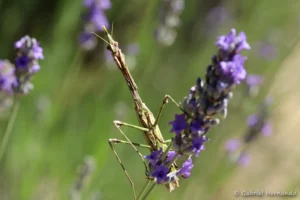 Empusa pennata - Empuse pennée (Château Laval, Gréoux-les-Bains, juin 2022)