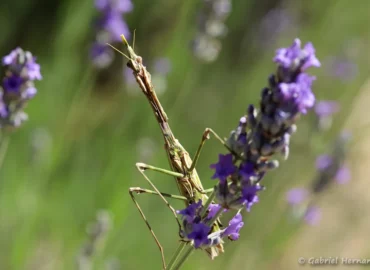 Empusa pennata - Empuse pennée (Château Laval, Gréoux-les-Bains, juin 2022)