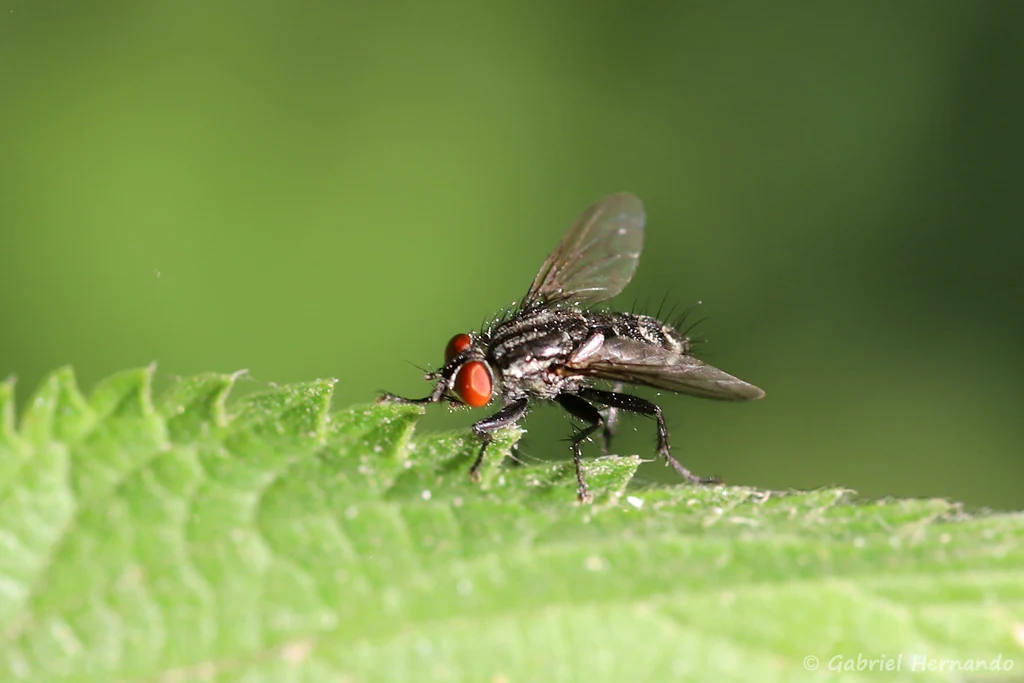 Sarcophaga carnaria - La mouche grise de la viande, aussi appelée mouche à damier ou mouche grise (Les Bilheux, Septeuil, juillet 2022)