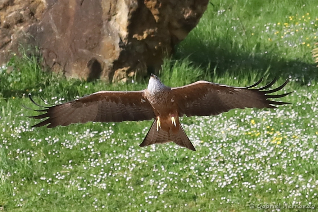 Milan noir en vol - Milvus migrans (ZooParc de Beauval, mai 2025)