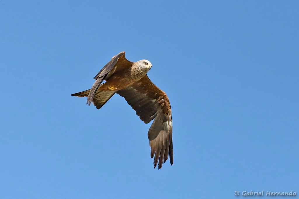 Milan royal - Milvus milvus (ZooParc de Beauval, mai 2025)