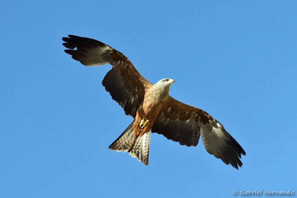 Milan royal - Milvus milvus (ZooParc de Beauval, mai 2025)
