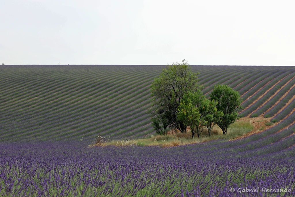 Un bosquet au milieu du champs de lavandin (plateau de Valensole, juin 2022)