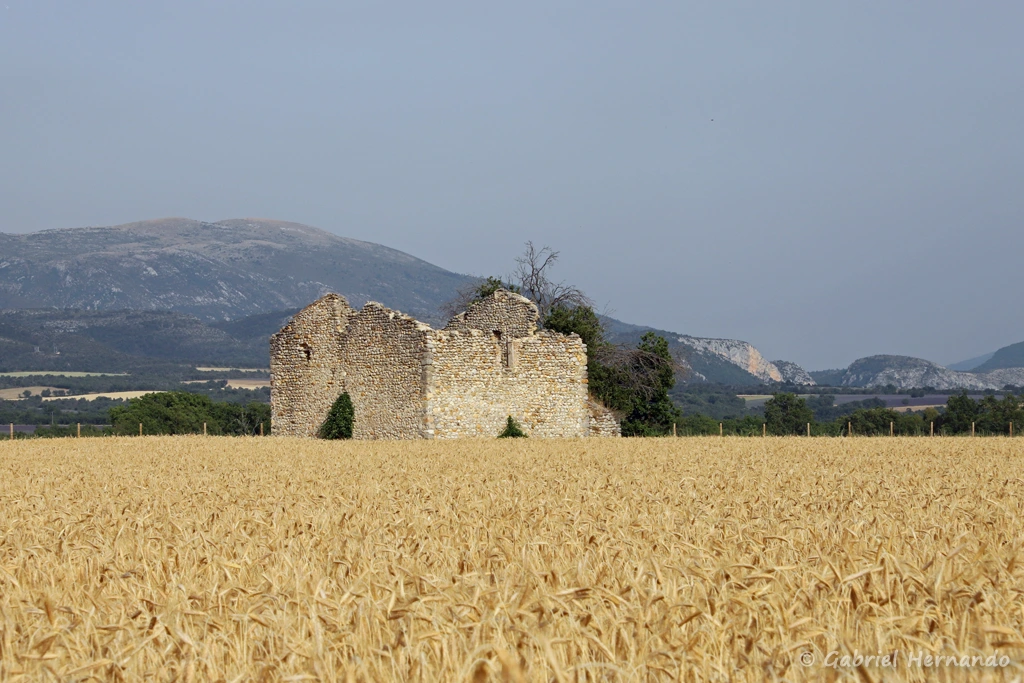 Vieille bâtisse et champs de blé (plateau de Valensole, juin 2022)
