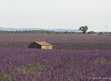 Vieille bâtisse au milieu du lavandin (plateau de Valensole, juin 2022)