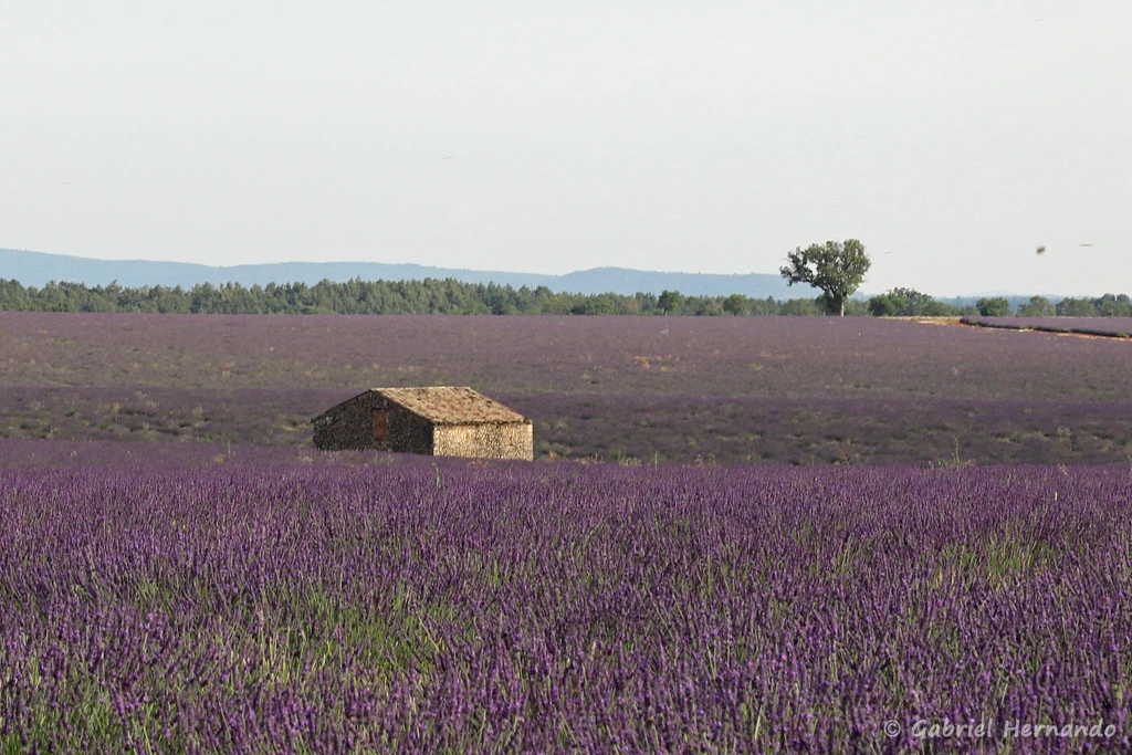 Vieille bâtisse au milieu du lavandin (plateau de Valensole, juin 2022)
