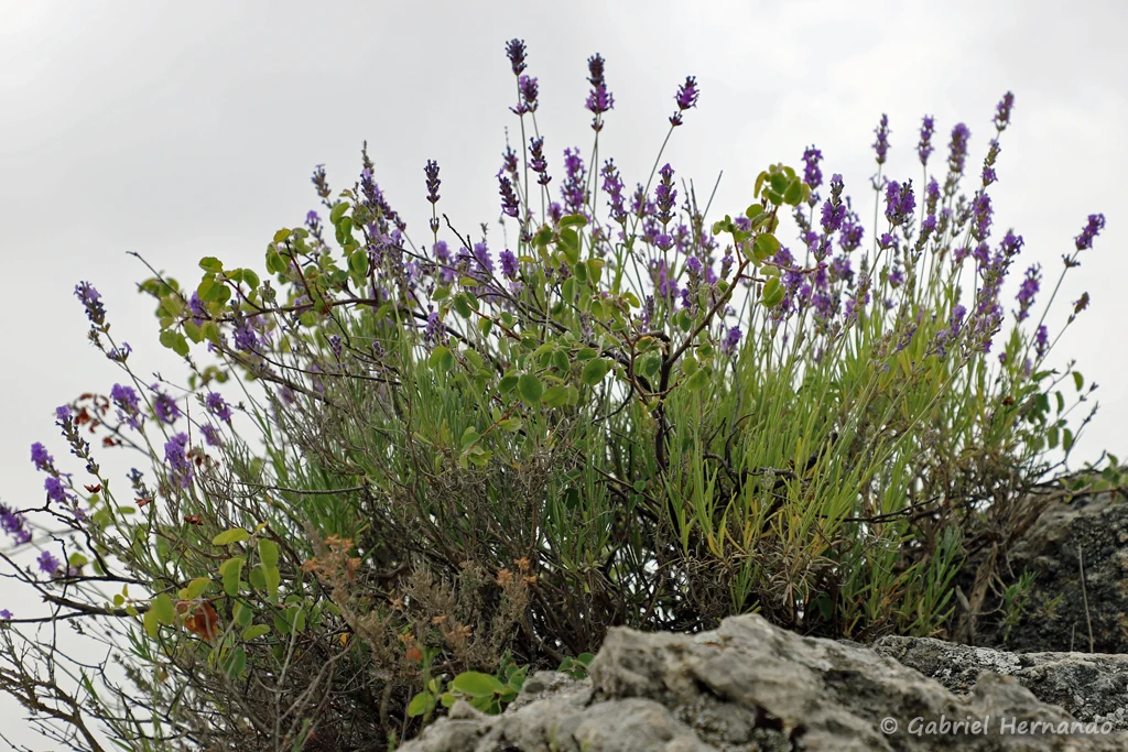 Lavandula angustifolia - La Lavande officinale ou Lavande vraie (site des Mourres, Forcalquier, juin 2022)