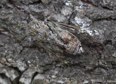 Cicada orni - Cigale grise ou Cigale de l'orne (site des Mourres, Forcalquier, juin 2022)