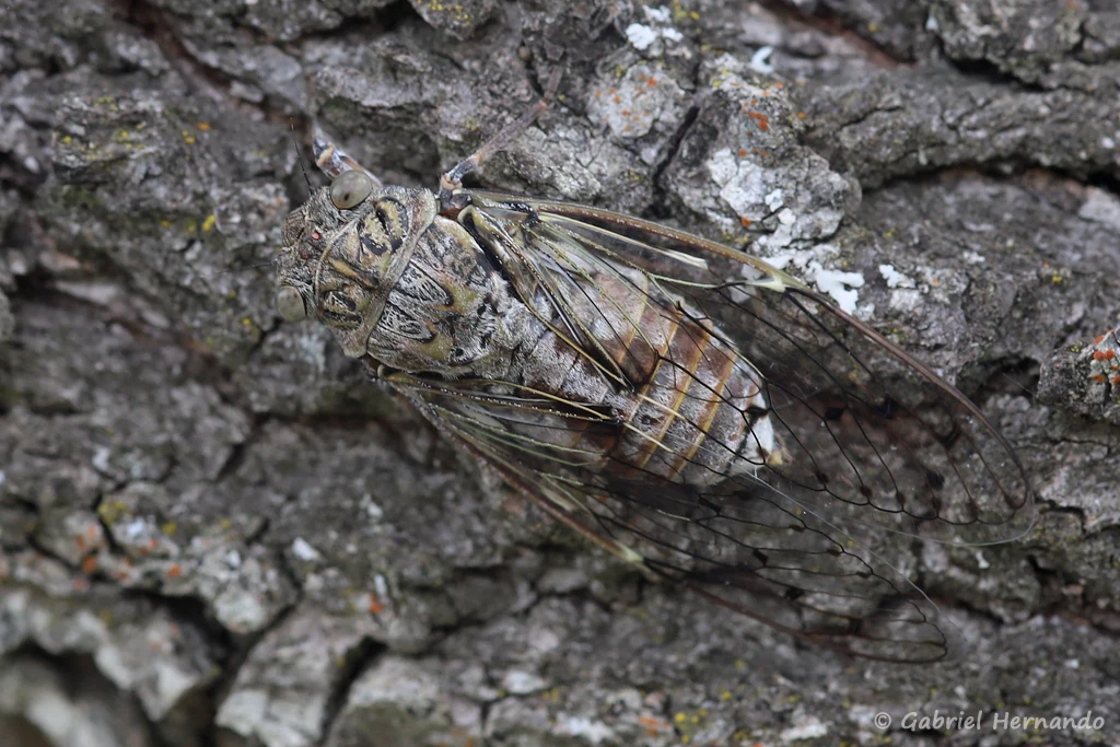 Cicada orni - Cigale grise ou Cigale de l'orne (site des Mourres, Forcalquier, juin 2022)