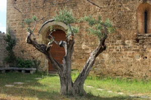 Un vieil olivier (Villecroze, juin 2022)