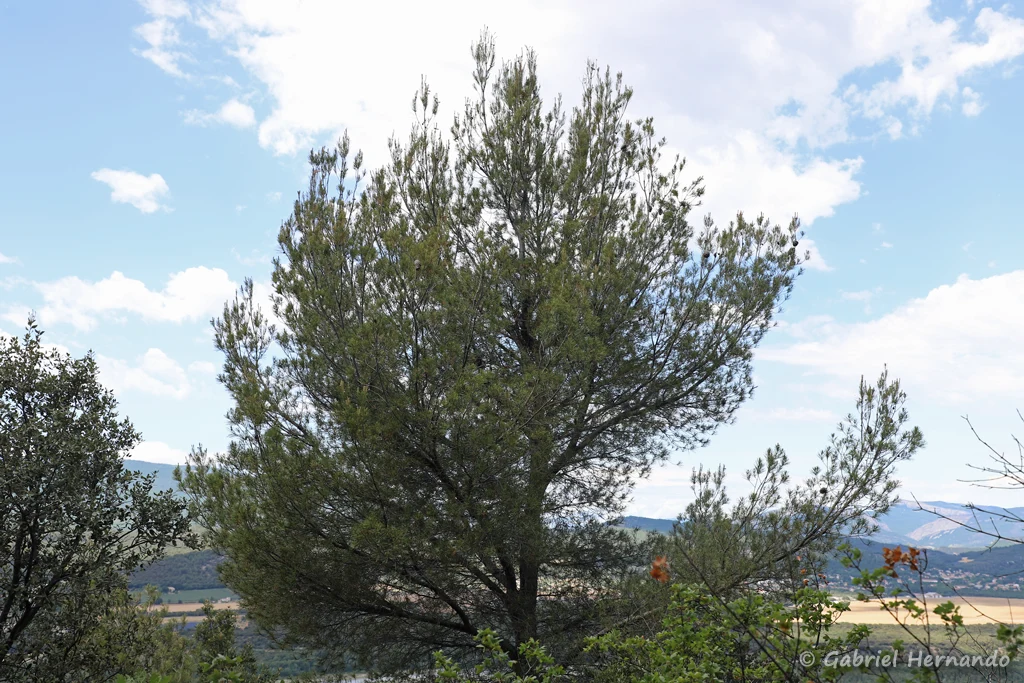 Pinus halepensis - Pin d'Alep, sur le versant sud des Pénitents (Les Mées, juin 2022)