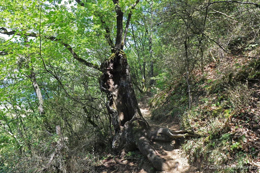 Quercus pubescens - Chêne vert ou Chêne pubescent, sur le versant nord des Pénitents (Les Mées, juin 2022)