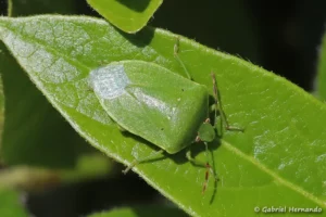 Nezara viridula - Punaise verte ponctuée (Les Alluets Le Roi, mai 2023)