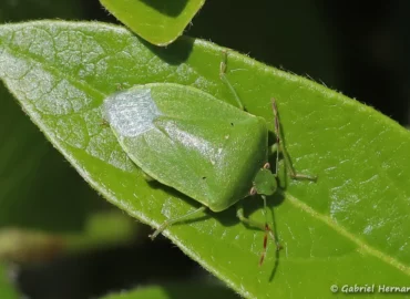 Nezara viridula - Punaise verte ponctuée (Les Alluets Le Roi, mai 2023)