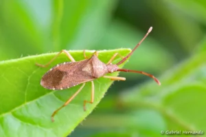 Gonocerus acuteangulatus - Punaise des noisettes (Les Alluets Le Roi, mai 2023)